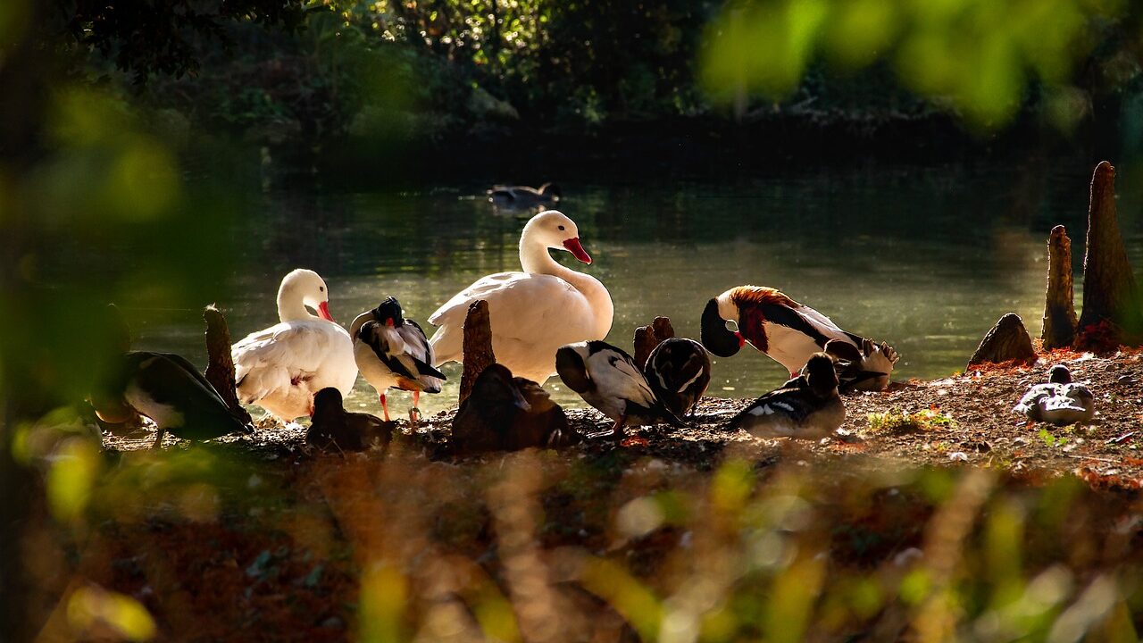 birds, swans, ducks-3756126.jpg